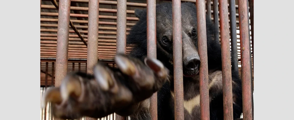 Korea Płd. przestanie hodować niedźwiedzie dla pozyskiwania żółci, a setki wciąż tkwią w kojcach