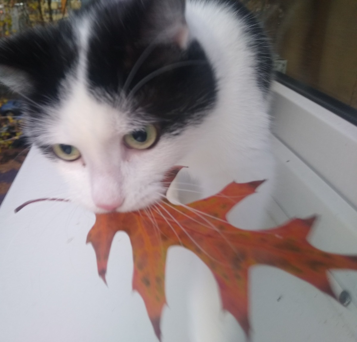 53d2ae4a-519b-4e30-91d5-da86ac348b8b