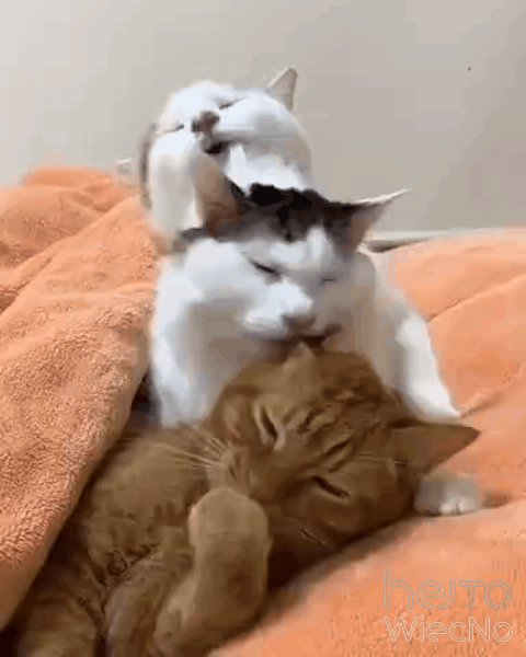 1cc899a3-3d3a-4831-b7cf-6795eac0e35f