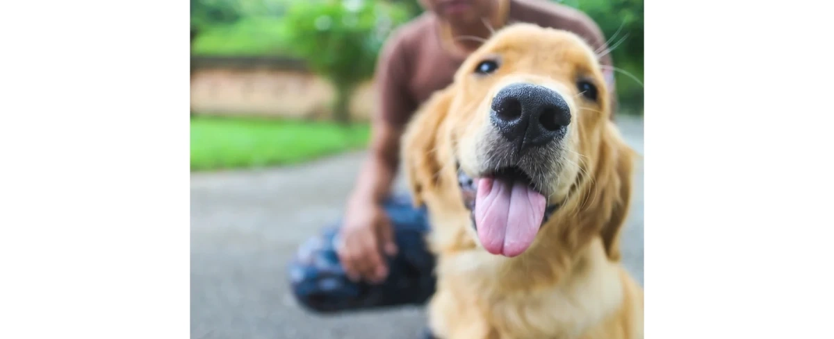 Uważaj, co mówisz przy swoim psie. On Cię podsłuchuje, nawet jak rozmawiasz z żoną