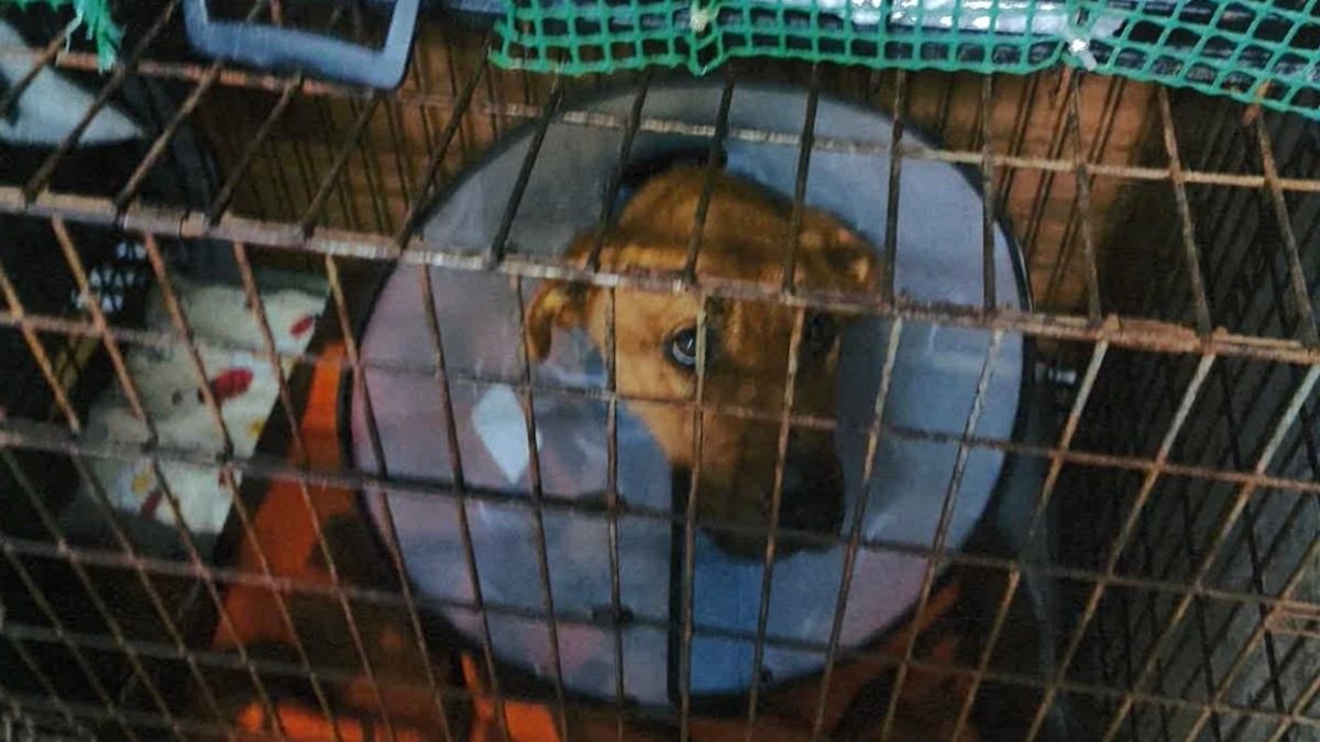 Psy z Sobolewa "w kolejnej mordowni"