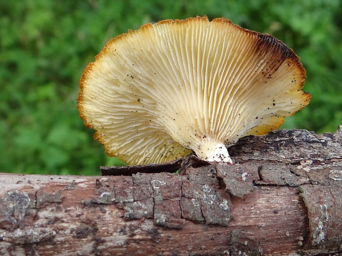 4b544663-dc92-4e1c-bc0c-54a1f19794dd