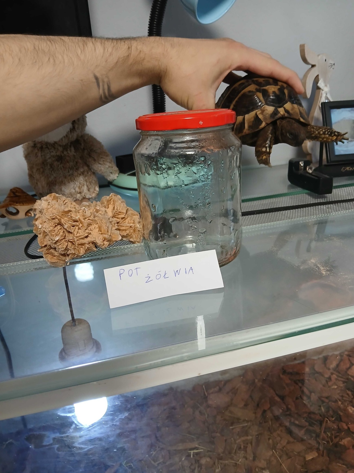 Pot żółwia greckiego