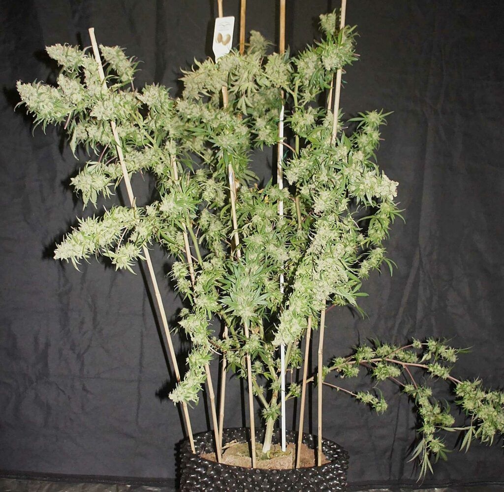 Recenzja: The Ultimate