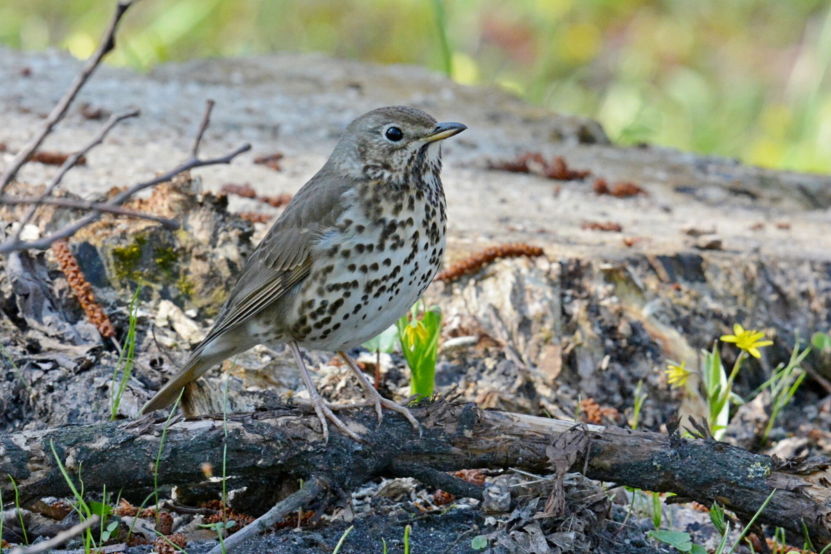 O śpiewaku, kuźniach i ich ważnej roli