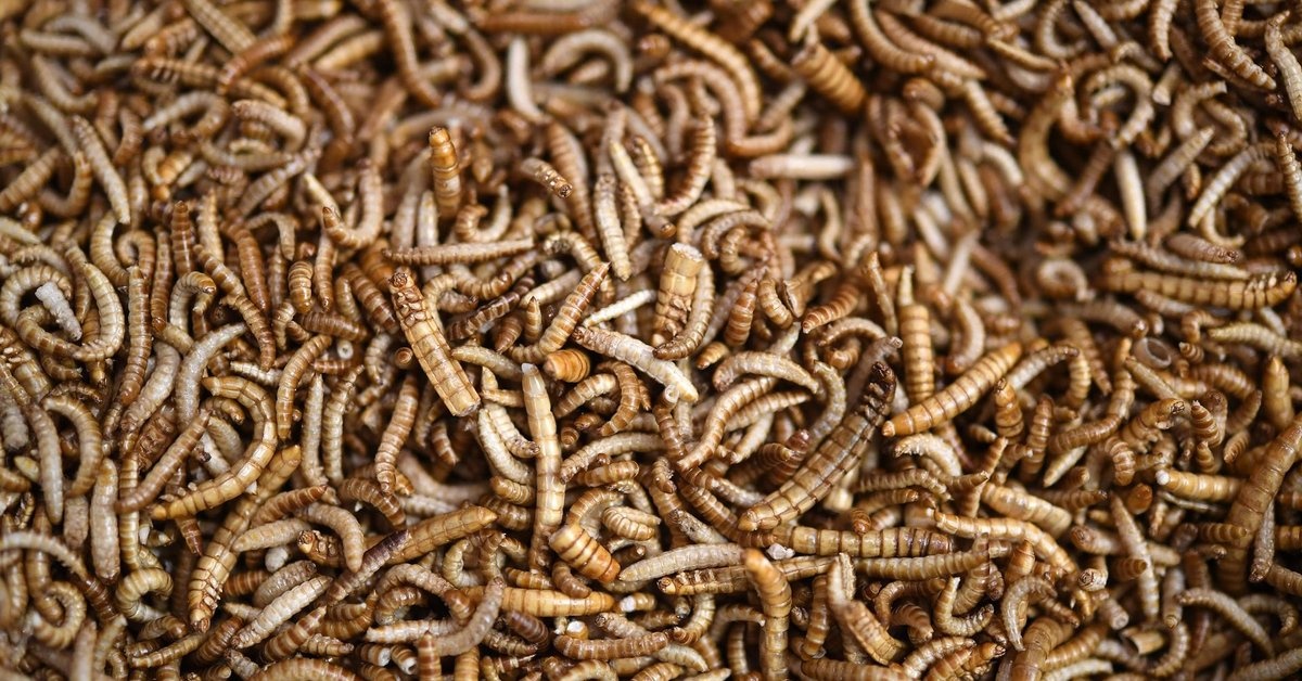 UE dopuszcza sproszkowane owady w żywności.