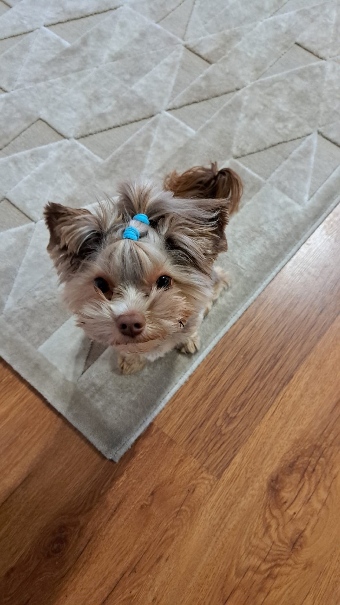 00e1d2b5-56d5-41ac-81bb-49a6a6245c2c