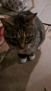 85e82852-61c5-4fc9-8144-45bfb94dffcb