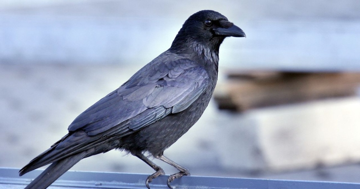 Czarnowron. Ornitolodzy dyskutują, czy w ogóle istnieje