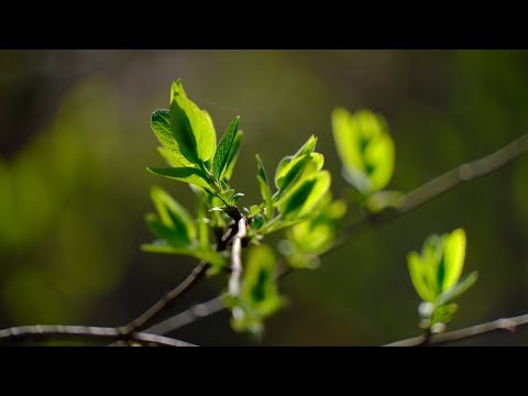 Wiosenna Muzyka Relaksacyjna Uspokajająca Nerwy