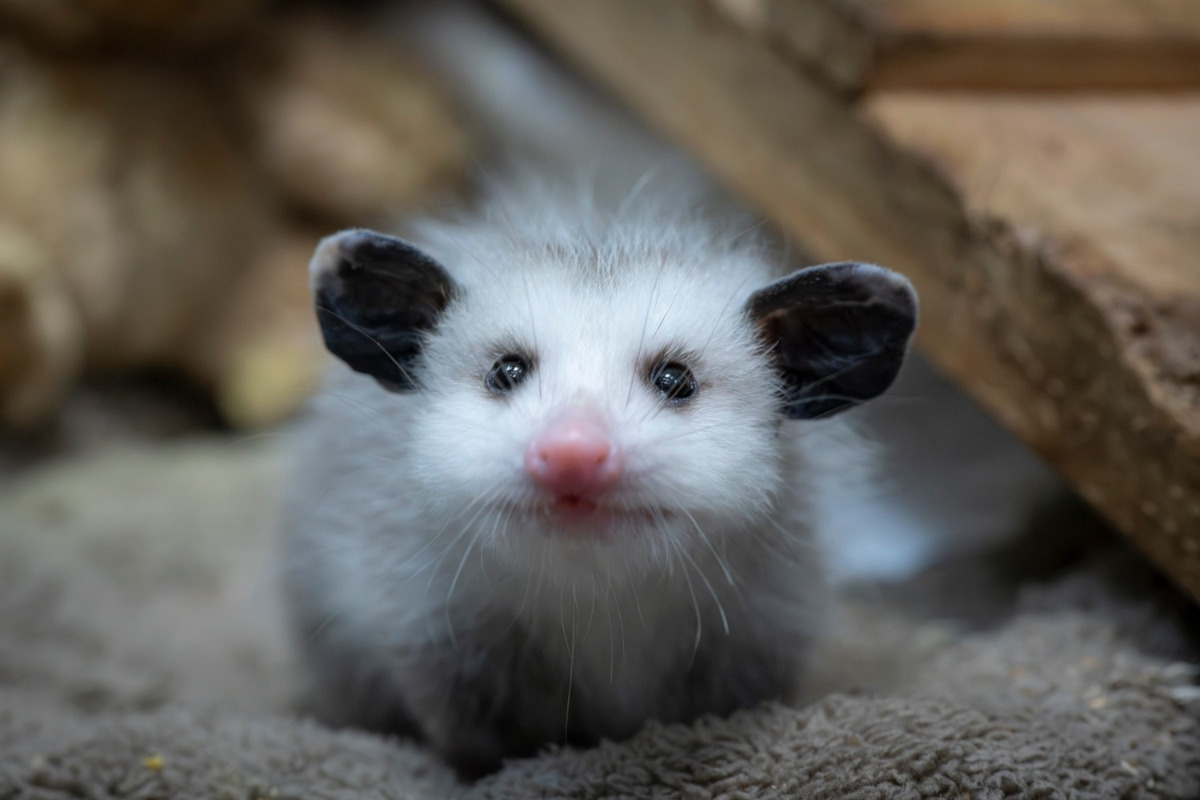 c44d7d8b-80d7-49ec-aa50-6afd44dae5da