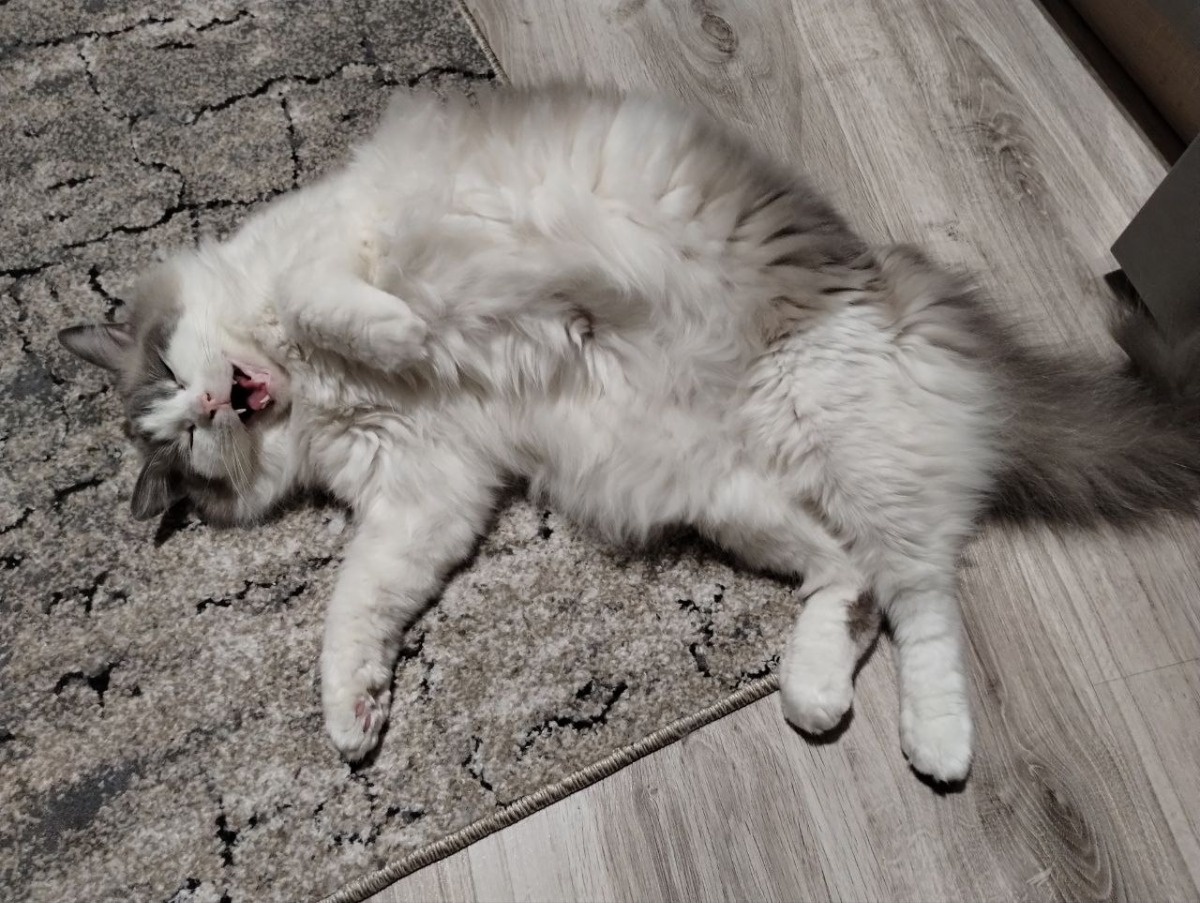 5b36bd68-342f-4ca3-be68-a824b941d667