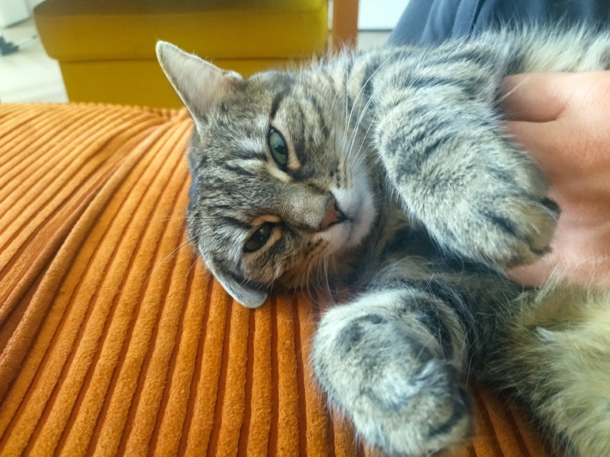 1209c205-b1a4-49e2-87e2-60230ff88a25