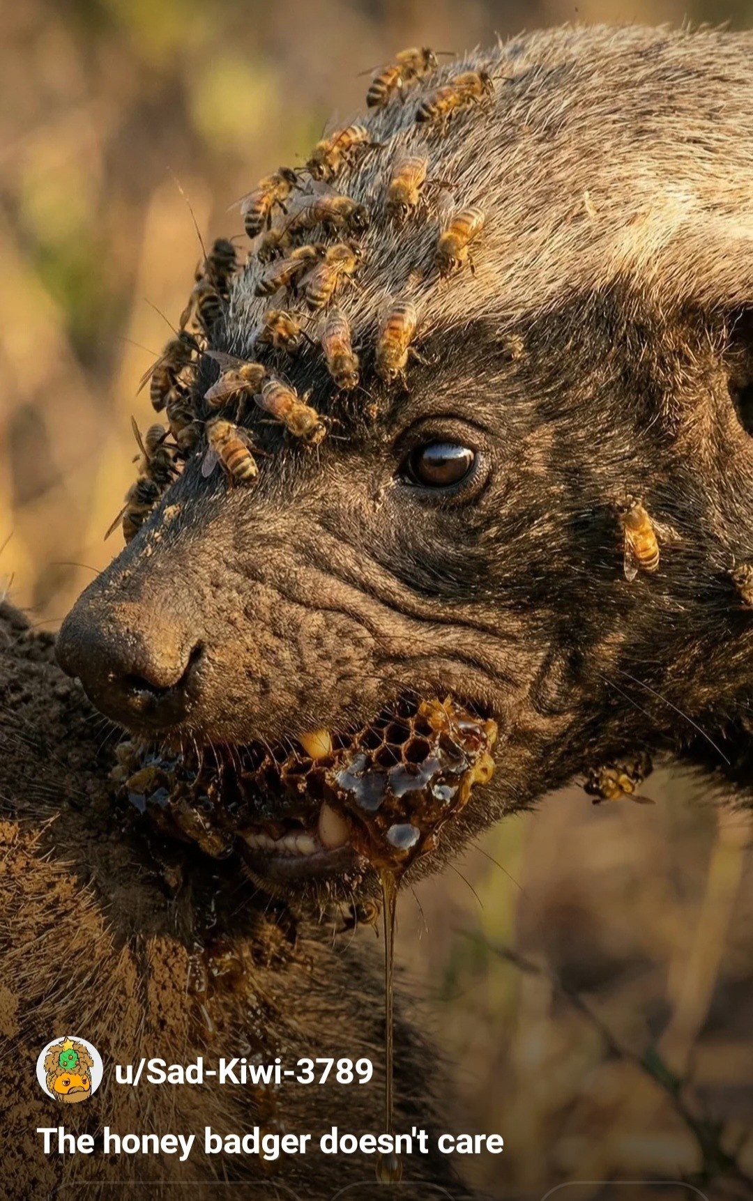 d11ac92c-1693-45b8-8500-72d371f090eb