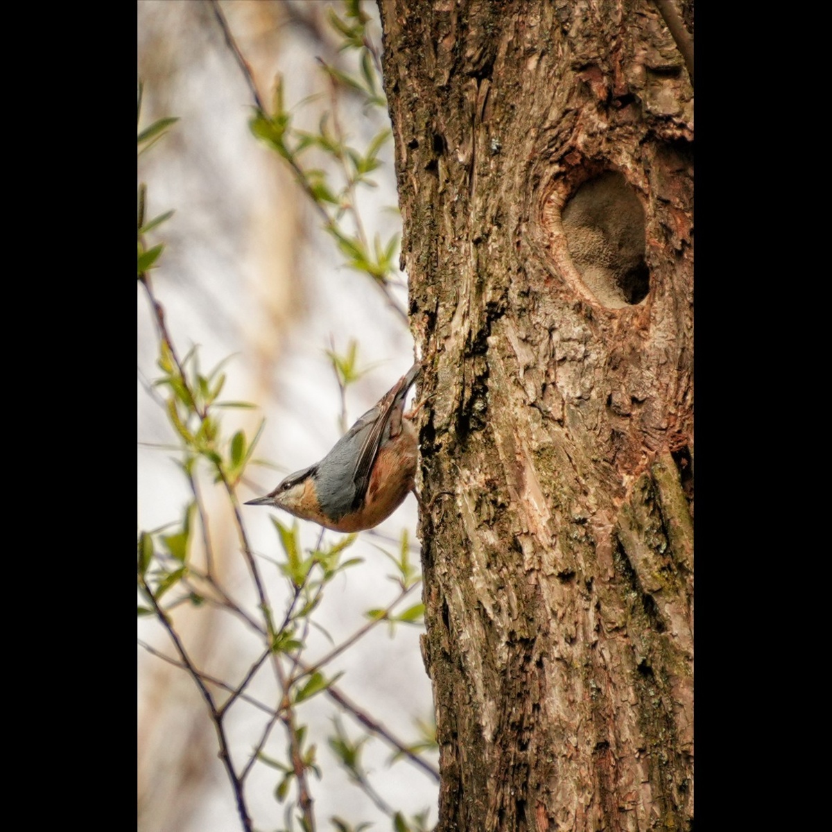 5060cd5f-d959-4e4d-a8c4-76bc7ffaa642