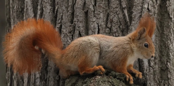 Dlaczego na Guernsey nie ma rodzimych wiewiórek?