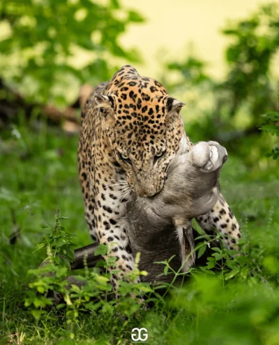 9ef4ebe5-3311-43db-92a1-0a7dcd370394