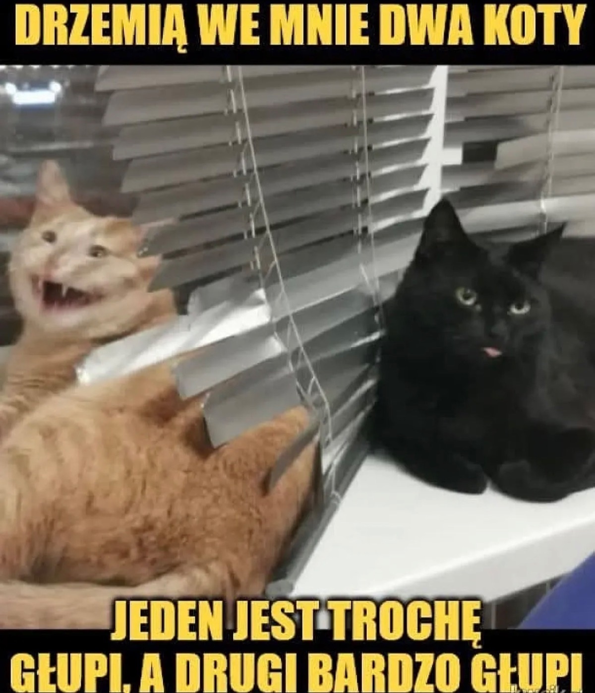 d1e62250-9723-4620-80ae-c37431a7117e