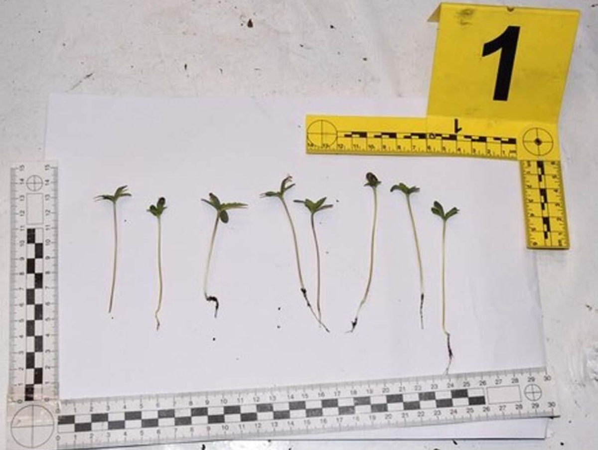 Policjanci zlikwidowali plantację marihuany. 30-latek odpowie za znaczną ilość narkotyków. Grozi mu 10 lat