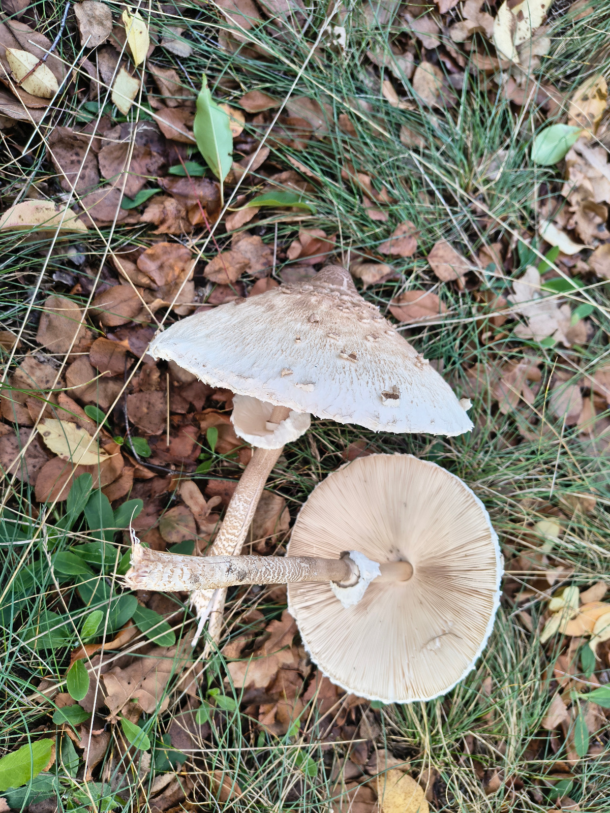 9e32f2d3-5e7f-4754-a334-2cc365fc17ad