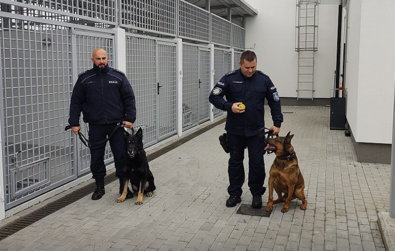 Funkcjonariusz do zadań specjalnych. Wszystko, co chcielibyście wiedzieć o służbie psa policyjnego