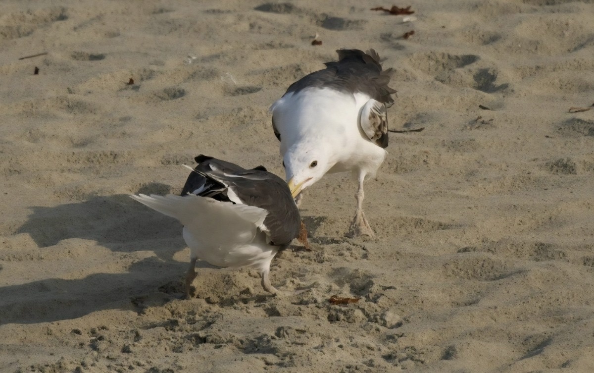 Pierwszy w Polsce punkt obserwacji ptaków morskich powstanie na Mierzei Wiślanej