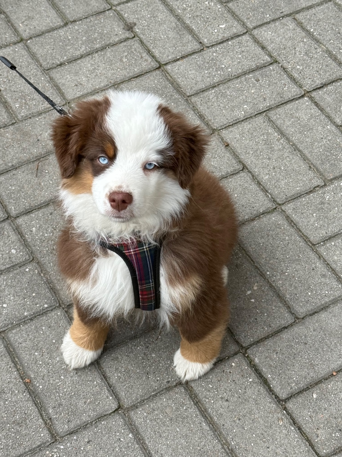 45172d70-965a-4714-a3a0-a38a841b82e0