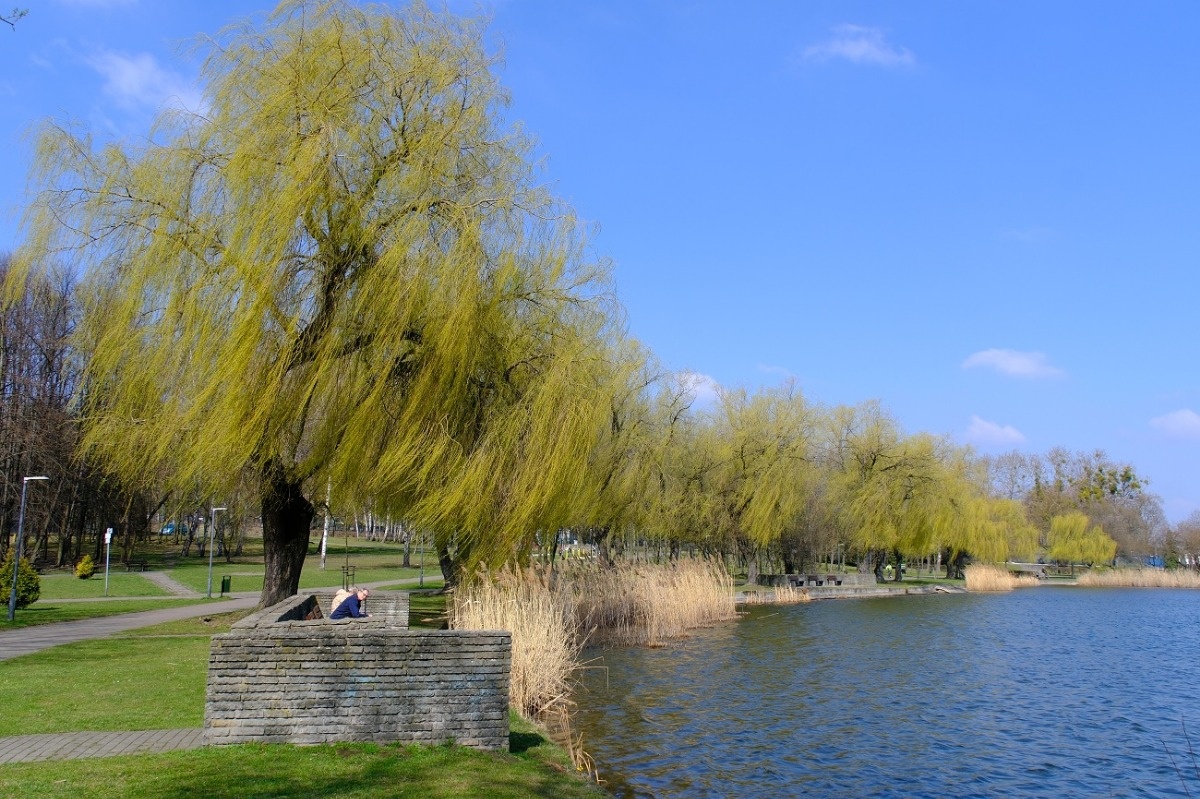 Staw Skałka Świętochłowice Wiosenny Foto Spacer Fot. Piotr Witowski / Urokliwy Śląsk / Śląsk Jest Prze Śliczny
