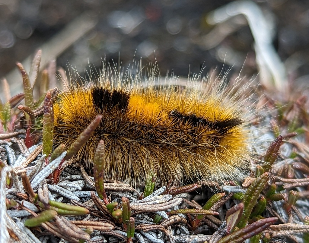 51ea0d91-bb0d-46f4-9376-6544dcd199a4