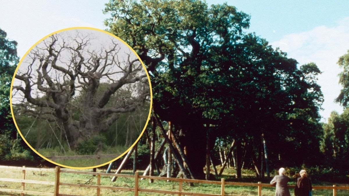 Major Oak z Sharewood obumarł