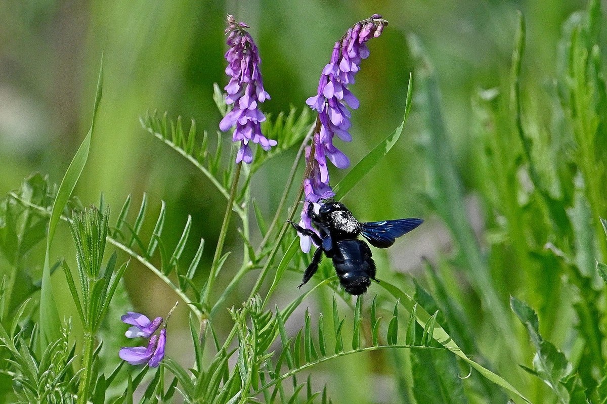Niezwykłe odkrycie w Roztoczańskim Parku Narodowym. Czarna pszczoła powraca do Polski