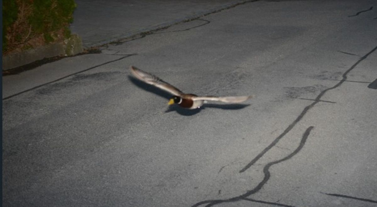 Kaczka-recydywistka znów na drodze. Uchwycił ją fotoradar