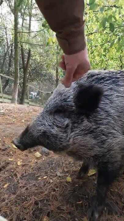 Z dzikiem można się dogadać :)