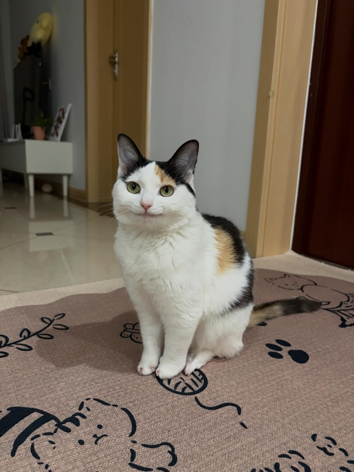 6efe691d-8419-4a47-b9e6-547ff1515258