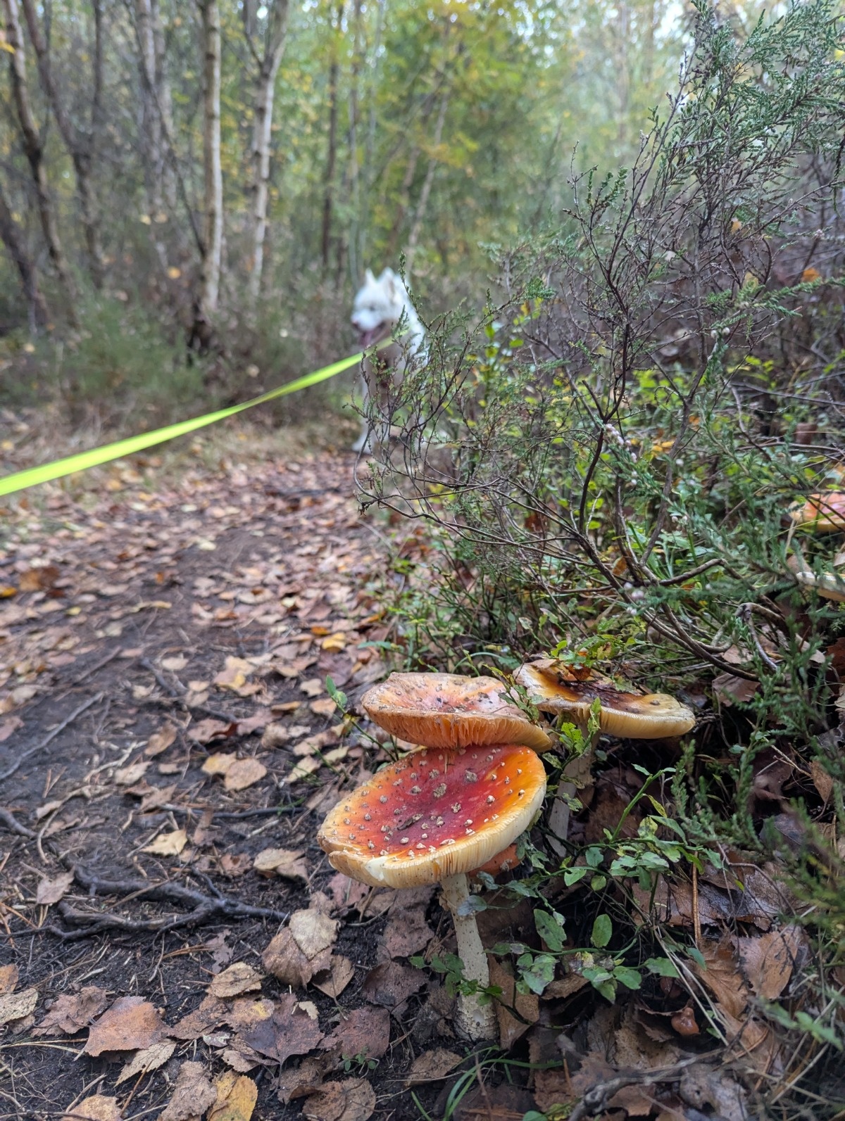 3f883cd3-01bf-403c-aeed-d2d814db3185