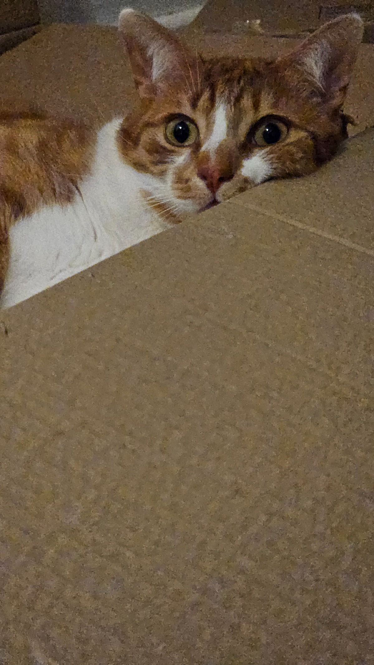 e8b37897-46f2-4805-bd34-9ca9440b1876