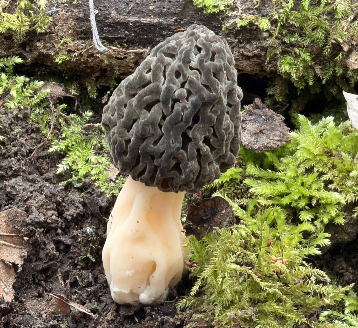 688d1429-fe34-4c97-bd0d-ecdb5f7a2beb