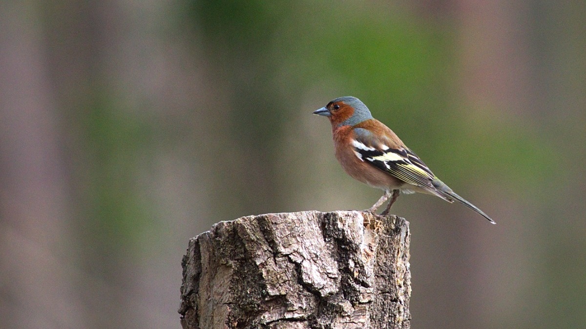 01ff842e-8adb-4095-9eb5-60882de55353