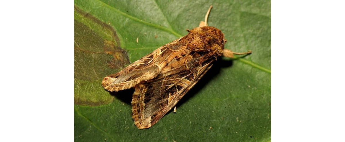 Ćmy reagują na dźwięki wydawane przez rośliny