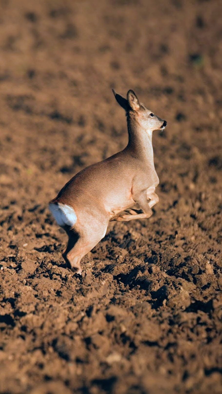 013b9979-c2d6-42ed-aa42-b8553ffca674