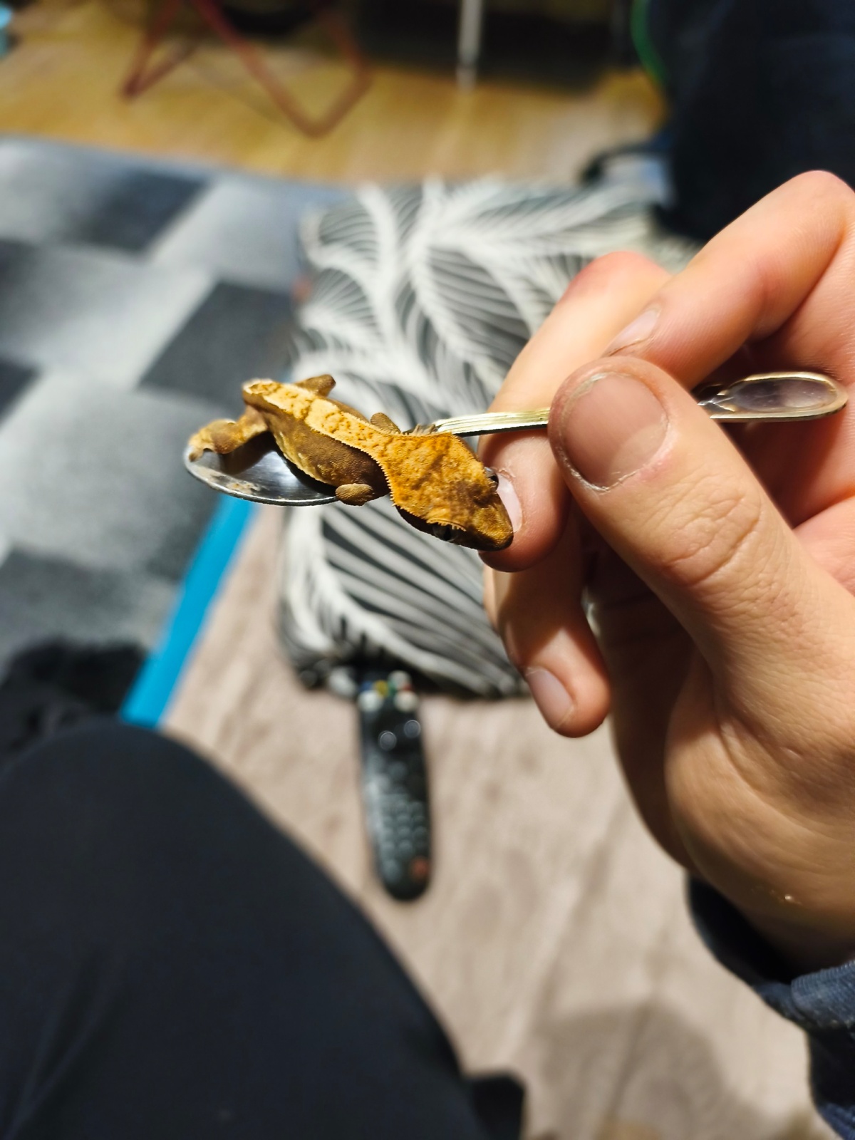 1aff0488-69b4-4f61-b661-34ba89c2c9af