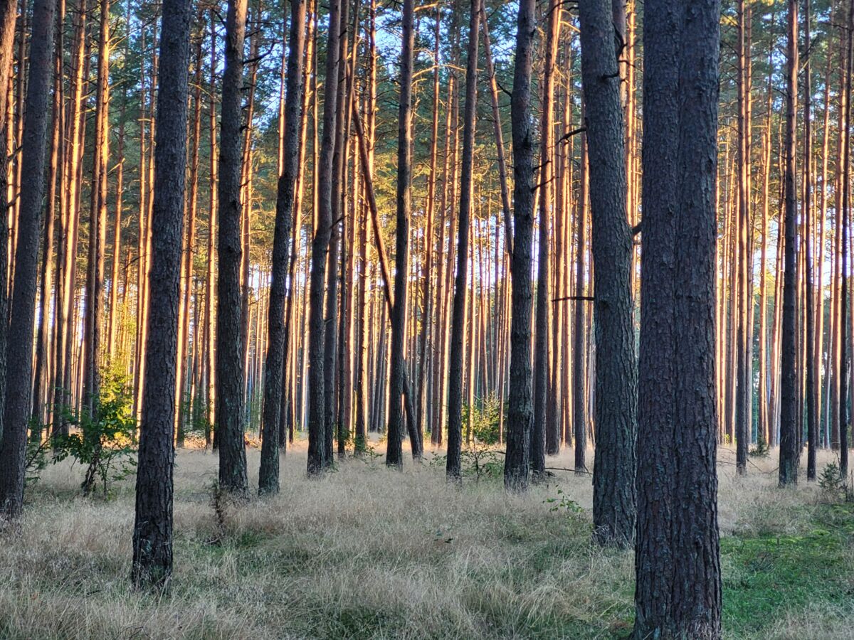 c4771fe8-e5c7-4169-bb90-32be0b254b7d