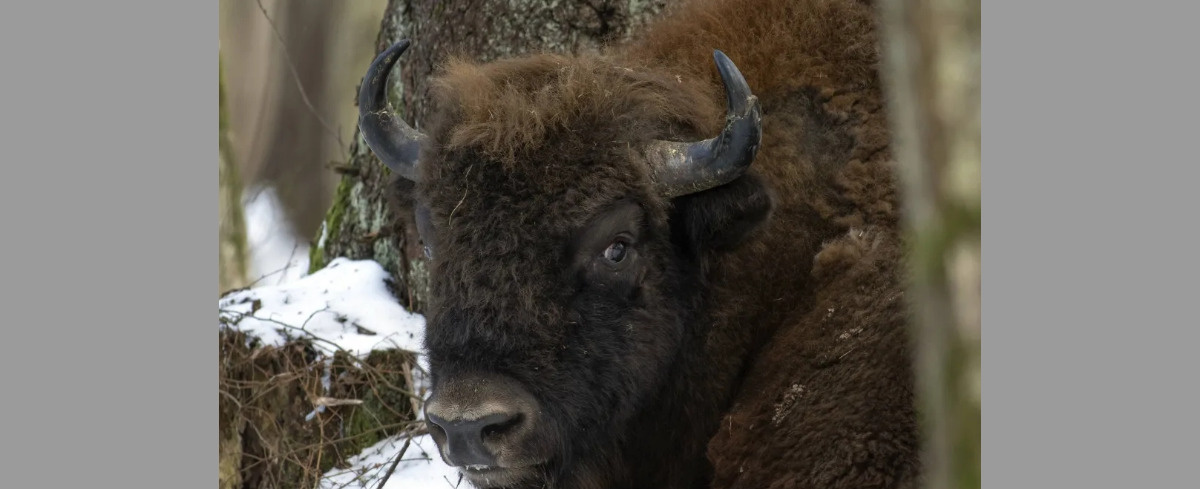 Pociąg zderzył się z żubrami stojącymi na torach. Zwierzęta nie przeżyły