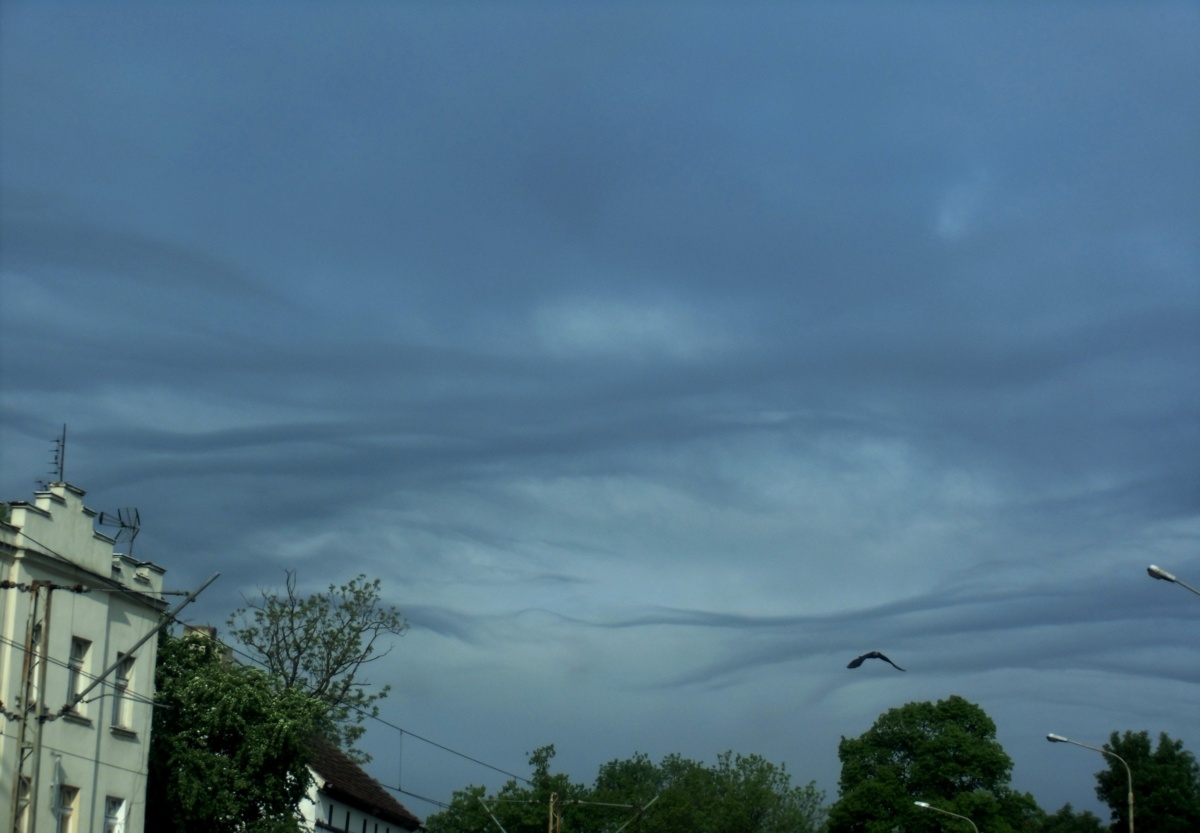 Undulatus asperatus - „fale morskie” na niebie! - Love Natura