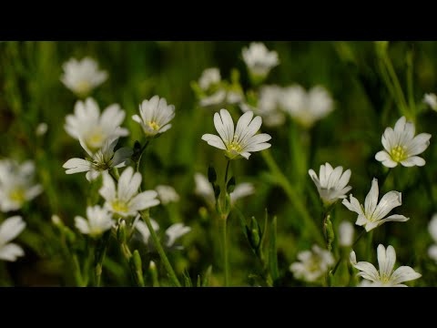 Wiosenna Kojąca Antystresowa Muzyka Relaksacyjna