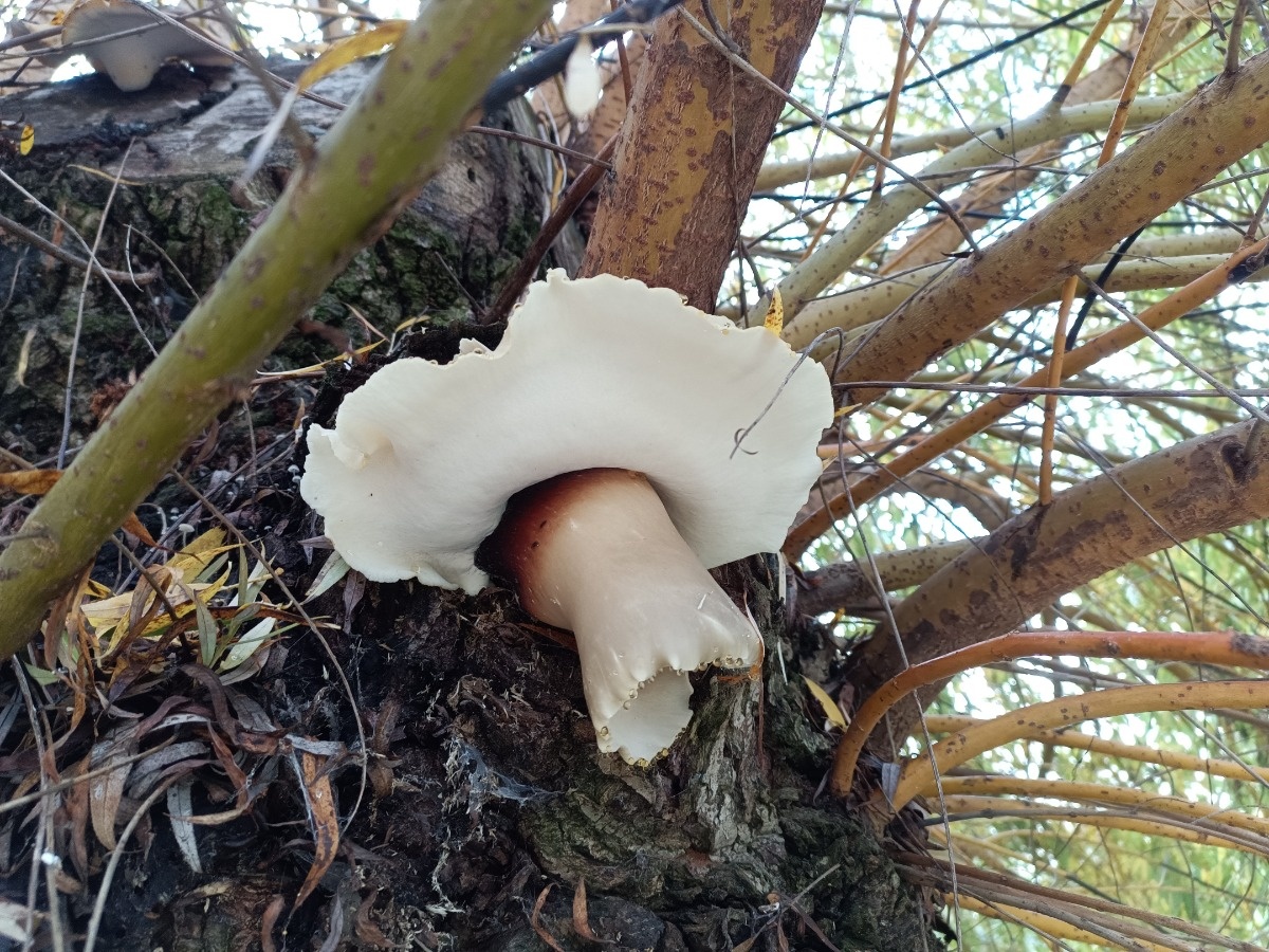 1c133627-6de7-4f06-be0b-8c1555ecb953