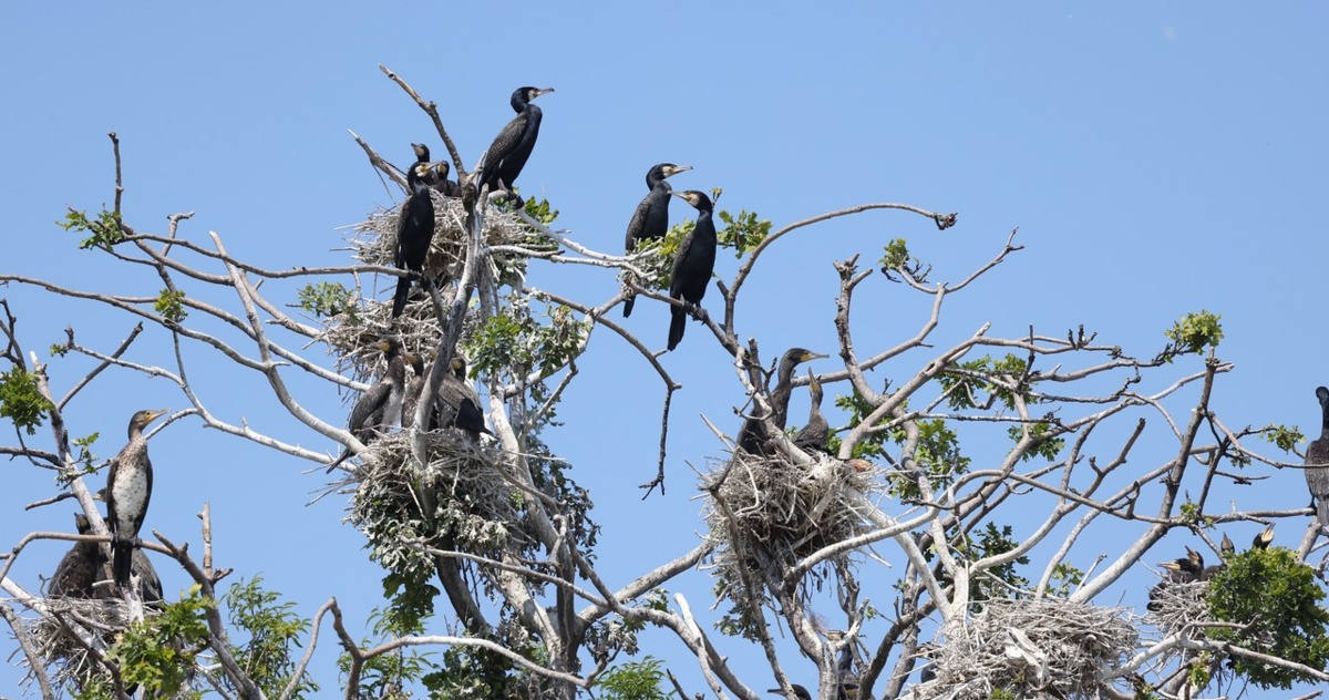 Kormorany opanowały całą Polskę. To już nie są jedynie Mazury