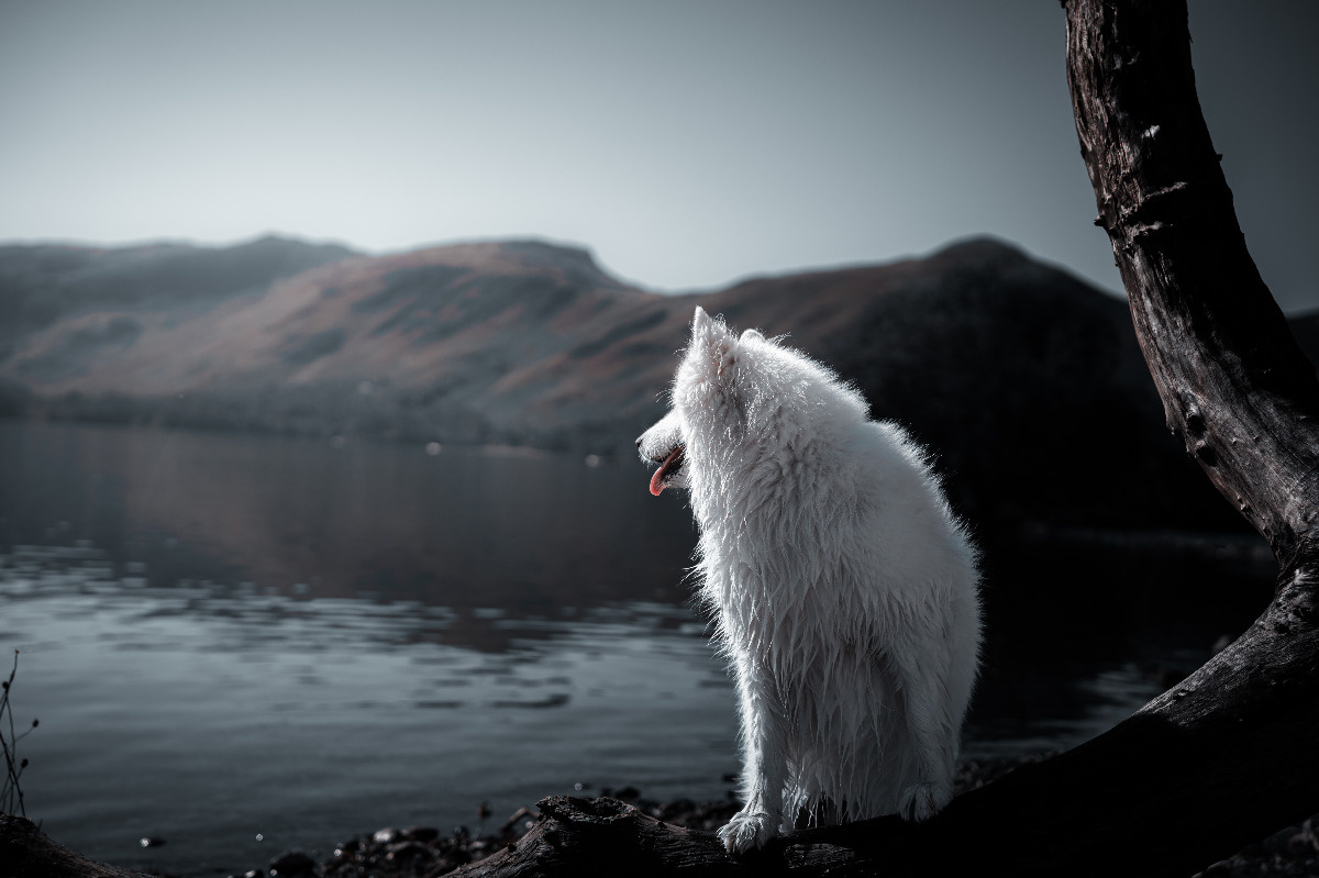 d3eca0a6-a9d7-4cbf-a671-370e48d9a343