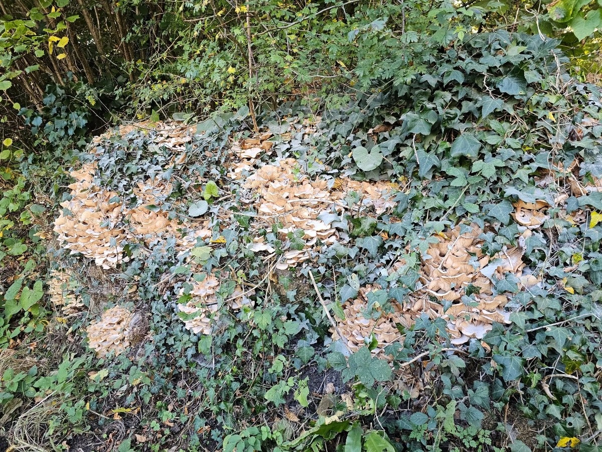 905ac4b0-d5a6-4a22-8bdf-cdae8d3fad11