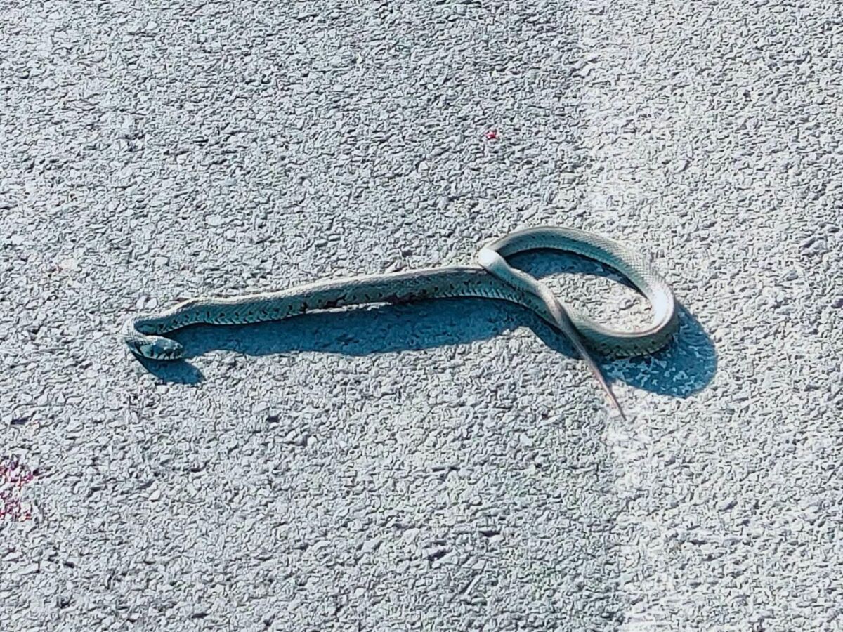 2a48e56c-7e0e-44a0-9062-166e7338de21